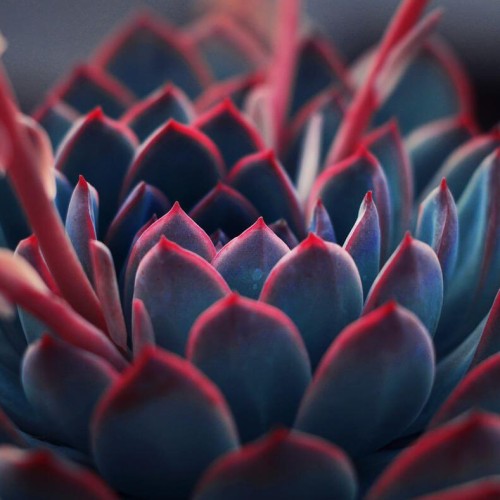 Colorful succulent